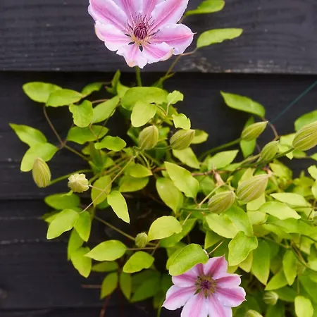Prázdninový dům Bloemenbuurt Bio Leiden
