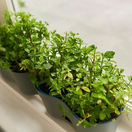 Prázdninový dům Bloemenbuurt Bio Leiden