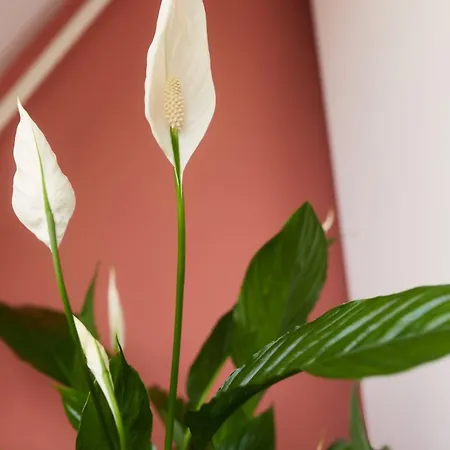 Bloemenbuurt Bio